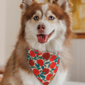 Apple of My Eye Dog Bandana (Made in the USA)