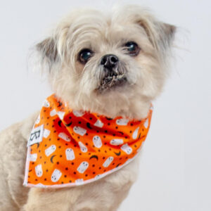 "Boo-Tiful Nights" Orange Ghosts Halloween Dog Bandana (Made in the USA)